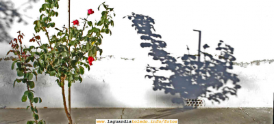 12 de Octubre 2006, Rosal y su sombra, en La calle de las cuevas de Palacio
[url=espacio.adicional] [/url]
[color=teal][i] No pensábanos incluir esta foto, pero siendo hoy el día del Pilar, por que no regalar desde aquí estas flores a todas las Pilares, que en La Guardia hay muchas....[/i][/color]

[url=espacio.adicional] [/url]

Keywords: 12 de Octubre 2006, Rosal y su sombra, en La calle de las cuevas de Palacio
