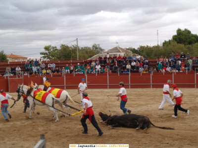 24 de Septiembre de 2006. Toros en la plaza ambulante
Sacando el toro de la plaza ya muerto
