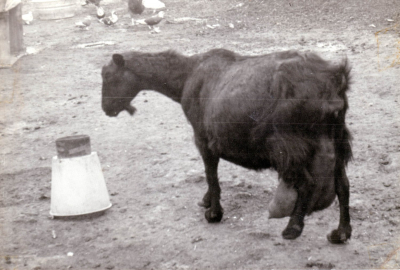 Chivi 1
Cabra Chivi el día antes de parir. Foto tomada por Enrique Cabello en el año 1964.
Keywords: Cabra Pastor Modesto