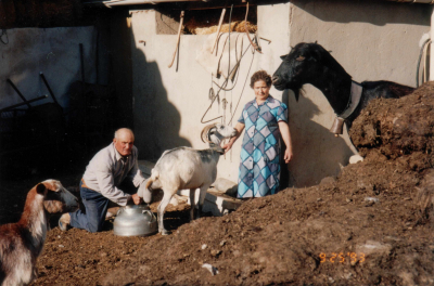 Modesto y Germana 1993
Modesto y Germana ordeñando las cabras en el corral (año 1993)
Keywords: Modesto Germana Pastor