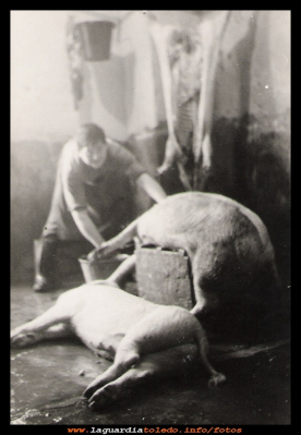  El matador
Jose, el carnicero, en plena faena de matanza de cerdos.
Keywords: matanza de cerdos.