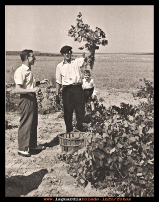 Las uvas
Vendimia del 1952 (por los buenos racimos que se ven, tuvo que ser un buen año) 
Los hermanos Angel y Eugenio Mora, y el niño Perpetuo Mora Aranda.

Keywords: Vendimia del 1952