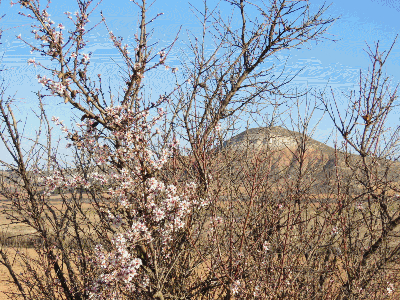 Los almendros en flor y el cerro de las Maricas. 13-3-2016
