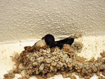 Las golondrinas el primer día de la primavera 2016 reconstruyendo sus nidos en la casa de Francisco Alegre

