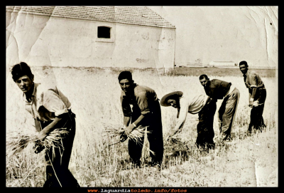 los segadores
Segando de Pepe Gómez: Rufino, Eleuterio Pablo “gatillo”  Pablo “rebeca” y Félix, en el año 1959.
Keywords: Segando 