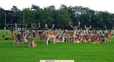 6 de diciembre de 2007. Anika II - Phoenix Park
Phoenix Park, que es un mega parque que hay en la zona oeste de Dublin, y cuando digo mega parque es porque es enorme, tienes que coger el coche para recorrerlo entero. Tiene 700 hectáreas de praderas verdes como el trigo en primavera y ocupa unos 16 km de perímetro. ¡Increíble!

Phoenix Park, se aprovechan las praderas para montarse un campo de soccer (fútbol/rugby), pero claro, no contaban con los cientos de ciervos que viven libres en el parque, y como los ciervos son muy suyos pues se plantan en medio del partido y se acabo el partido, como paso en la foto. 


 

Keywords: 6 de diciembre de 2007. Anika II - Phoenix Park