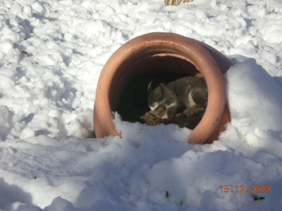 La Guardia bajo la nieve 15-12-09
Un gatito durmiendo al sol, en una mañana nevada y con mucho frio, en el paseo del norte.
Keywords: paisajes nevados