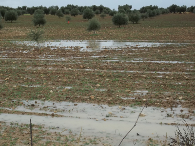 ENCHARCADAS
En apenas dos meses, desde el dia 27 de septiembre, al dia de hoy 17 de noviembre,  son ya 253  los litros llovidos en nuestros campos.
